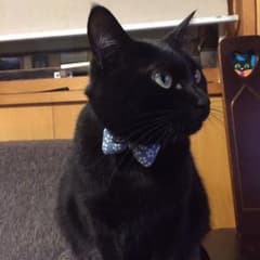 猫の首輪 軽くて猫に負担が少ないのサムネイル