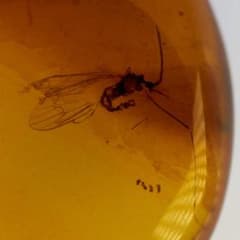 LA266虫入り琥珀化石 ミャンマー カムティかタナイ産 9900万年前
