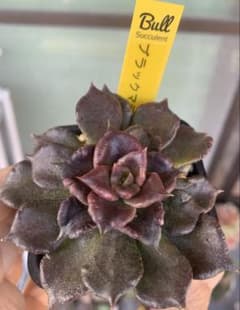 ブラックマディバ　Bull Succulentさん苗　札付きのサムネイル