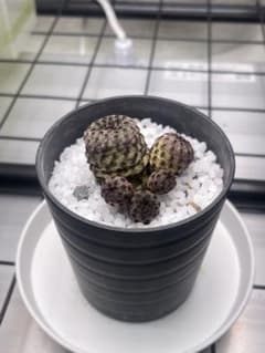 スルコレブチア ラウシー 実生のサムネイル