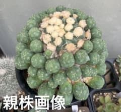 大型多毛翠冠玉　カキコ　ロホホラ　ロフォフォラ　サボテン　ディフューサのサムネイル
