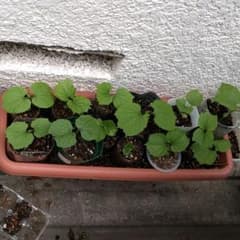 願寿ゴーヤ苗　種もオマケ付きのサムネイル