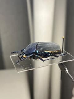 透明台紙】体裏がメタリックなイバライコツノヒシムネハナムグリ標本 