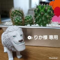 ❁⃘  りかのサムネイル