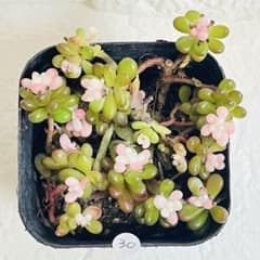 ◇30. 【訳あり‼️抜き苗】セダム『ベリー錦』痛み有り - メルカリ