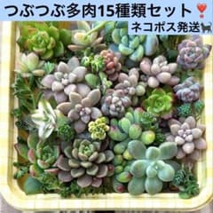 つぶつぶ多肉15種類セット！ - メルカリ