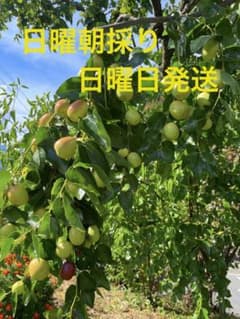 長野県産　旬の生なつめ　約800グラム＋αのサムネイル