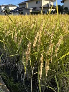 Hayashi Rice 令和7年度きぬむすめ 5kgのサムネイル