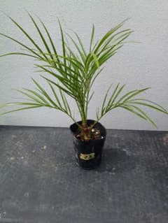 【沖縄産】フェニックスロベレニー苗22　ドライガーデン　観葉植物　ヤシのサムネイル