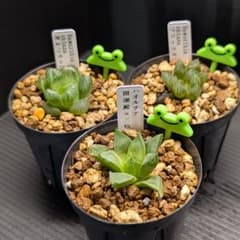 多肉植物 ハオルチア 1 - メルカリ