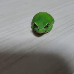 カエルフィギュアのサムネイル