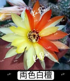 52-両色白檀2点 巨大カキコ 超人気 花サボテン 群開 複色咲 - メルカリ
