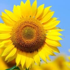 専用のサムネイル