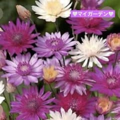 【花種】ケセランセマム八重咲ミックス❣️ - 4