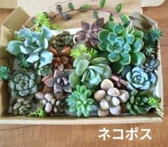 多肉植物 寄せ植えセットのサムネイル