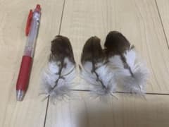 トビの羽根 3枚セットのサムネイル