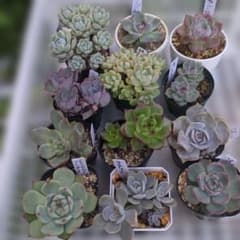 エケベリア12鉢セット多肉植物のサムネイル