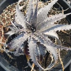 Dyckia ' Sun Wukong ' ディッキア サンウーコン(孫悟空)のサムネイル