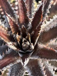ディッキア ビルベイカー Dyckia tracking code BBB ディッキア ビルベイカー Dyckia tracking code BBB - メルカリ