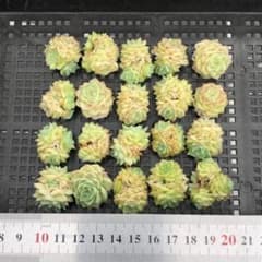 多肉植物 20個 2026-0519-MLJP-040 ホワイトスワン（白鳥） - メルカリ