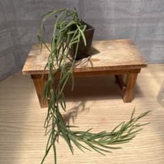 ☘観葉植物☘ホヤ リネアリス 抜き苗⑩ ☘観葉植物☘ホヤ リネアリス ②抜き苗 - メルカリ