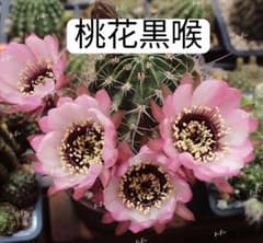 花サボテン【ロビビア】カキコ_TSB_1060 サニー 超人気 花サボテン ロビビア カキコ 開花サイズ8cm - メルカリ