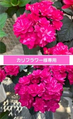 ☆塩原花園☆新品種☆ザクロ　超レア☆4.5号鉢☆4月末〜発送☆ ☆塩原花園☆新品種☆ザクロ 超レア☆4.5号鉢☆5月初〜発送☆ - メルカリ