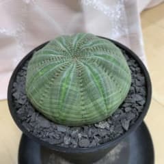 TAKA⭐︎さま専用 シンメトリカ 仔吹きタイプではない 超扁平 美形 TAKA⭐︎さま専用 シンメトリカ 仔吹きタイプではない 超扁平 美形