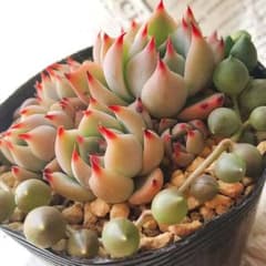 多肉植物　桃太郎　抜き苗のサムネイル