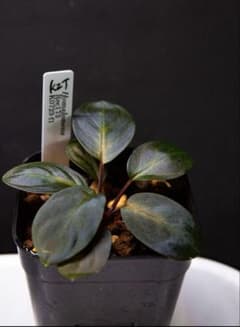 霧*山様 Homalomena Rec173 K0723-f1 霧*山様 Homalomena Rec173 K0723-f1