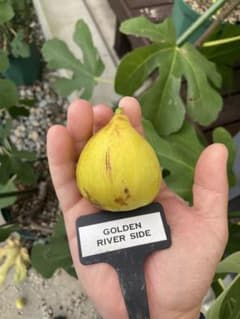 イチジク いちじく 穂木 結実確認済 ゴールデンリバーサイドUCR②