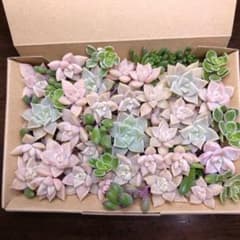 多肉植物カット苗詰め合わせのサムネイル
