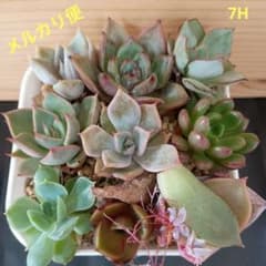 7H 다육 식물 메르카리편