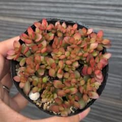 多肉植物　紅稚児　抜き苗　9cmのサムネイル