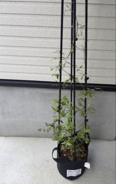 希少 クレマチス 正規品 7号鉢 蕾付き 流星 - メルカリ