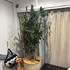 ソングオブジャマイカ 極太 大株 約150cm 観葉植物 ドラセナ 鉢カバー