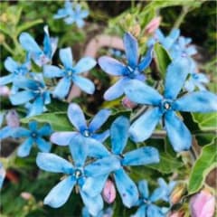 ブルースター オキシペタラム 種30粒のサムネイル