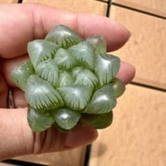 多肉植物 ハオルチア オブツーサ 抜き苗 - メルカリ