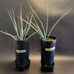 ユッカロストラータ、ユッカリギダ実生苗セットF - メルカリ