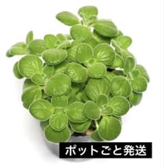 もりもり！アロマティカス ポットごと発送 無農薬 多肉植物/ハーブ