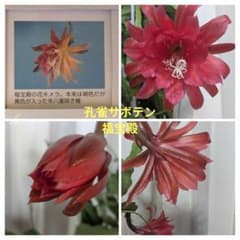 た*ご様 ⭐️超レア‼️希少品種‼️クジャクサボテン、孔雀サボテン、福宝殿カットのサムネイル