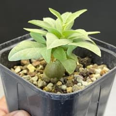 R22Adenia pechuelii アデニア　ペチュエリー塊根植物 R22Adenia pechuelii アデニア ペチュエリー塊根植物 - メルカリ