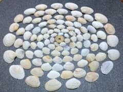大小さまざまな貝殻 約100個のサムネイル