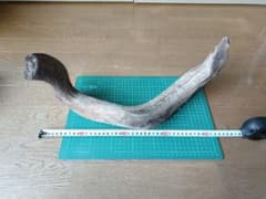 流木のサムネイル