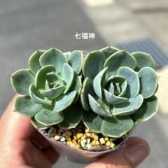 多肉植物　七福神　エケベリア　大人気品種　お買い得　抜き苗のサムネイル