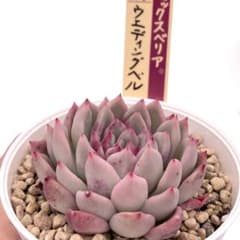 極上苗】ミックスベリア ウエディングベル 多肉植物 おらいさん 自家