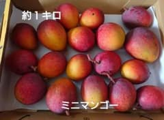ミニマンゴー1キロ ※必ず商品説明読んでください。のサムネイル