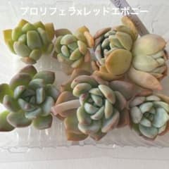 多肉植物　プロリフェラxレッドエボニー　6苗のサムネイル