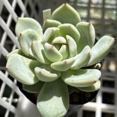 多肉植物 ラウリンゼ×ざわわのサムネイル