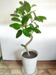 【観葉植物】ゴムの木　フィカス　ベンガレンシス　7号ラウンド白鉢　鉢皿付きのサムネイル